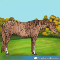 Horse Color:Liver Chestnut and Gold Champagne