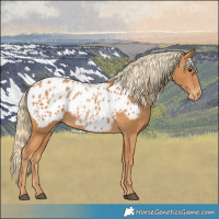 Horse Color:Chestnut Appaloosa 