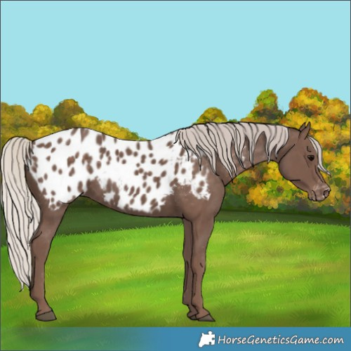 Horse Color:Silver Black Appaloosa 