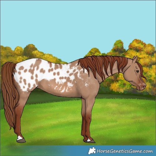 Horse Color:Red Dun Appaloosa 