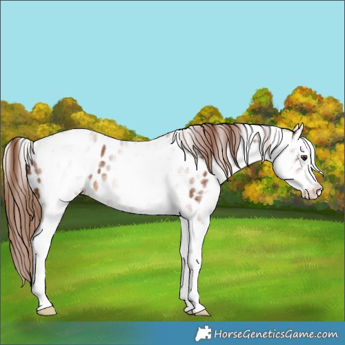 Horse Color:White Spotted Chestnut Sabino Appaloosa 