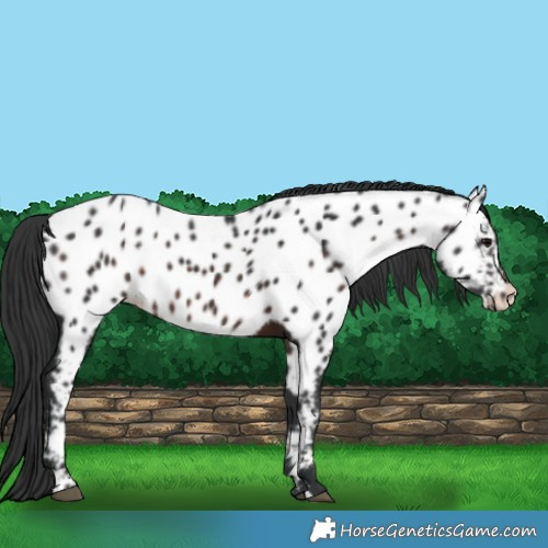 Horse Color:Brown Appaloosa 