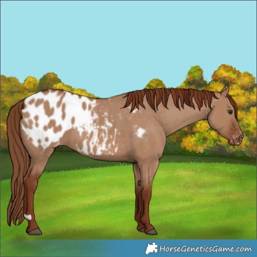 Horse Color:Red Dun Appaloosa 