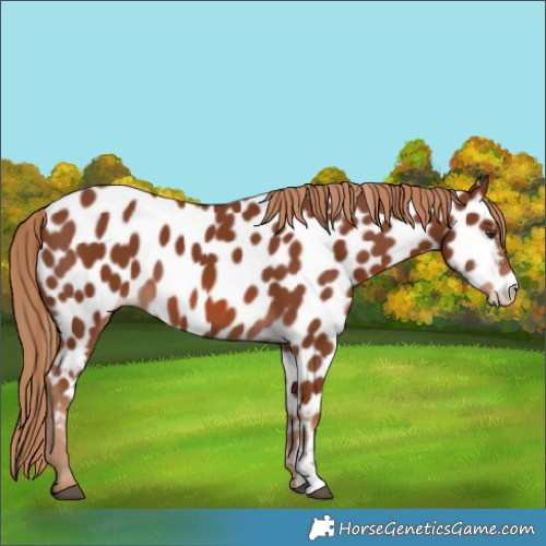 Horse Color:Chestnut Appaloosa 