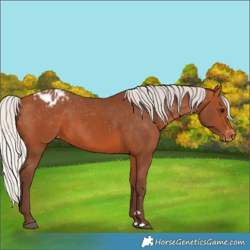 Horse Color:Silver Bay Appaloosa 