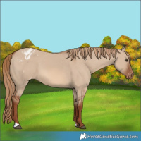 Horse Color:Red Dun Varnish 