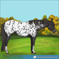 Horse Color:Smoky Black Appaloosa  and Smoky Black Appaloosa 