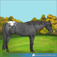 Horse Color:Black Appaloosa 