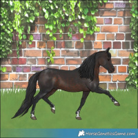 Horse Color:Brown 