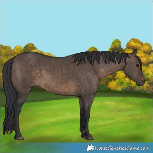 Horse Color:Brown Dun 