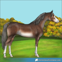 Horse Color:Liver Chestnut Mushroom 