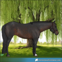 Horse Color:Brown 