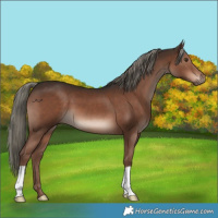 Horse Color:Liver Chestnut Mushroom 