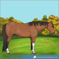 Horse Color:Bay Tobiano 