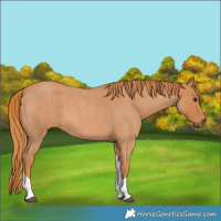 Horse Color:Red Roan Tobiano 