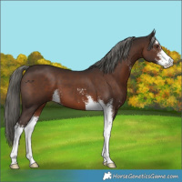 Horse Color:Liver Chestnut Mushroom Sabino 