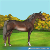 Horse Color:Liver Chestnut Mushroom 