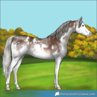 Horse Color:White Spotted Liver Chestnut Mushroom Sabino Splash 