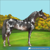 Horse Color:White Spotted Liver Chestnut Mushroom Rabicano 