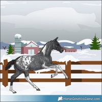 Horse Color:Blue Roan Tobiano Appaloosa