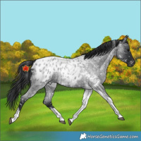 Horse Color:Blue Roan Tobiano Appaloosa