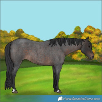 Horse Color:Brown Roan
