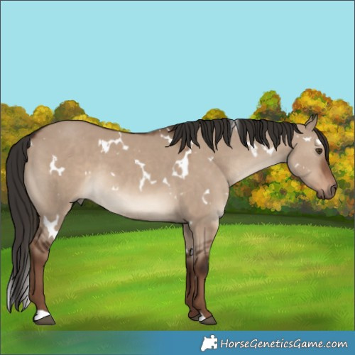 Horse Color:White Spotted Liver Red Dun 