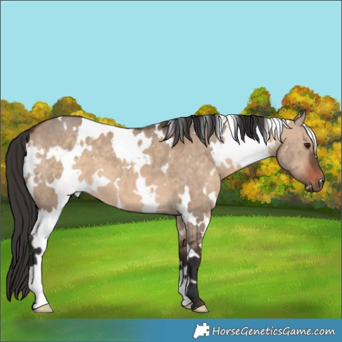 Horse Color:White Spotted Bay Dun