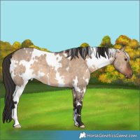 Horse Color:White Spotted Bay Dun 