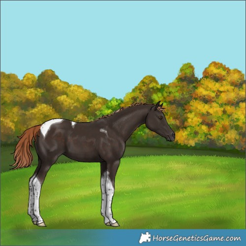 Horse Color:Liver Chestnut Tobiano