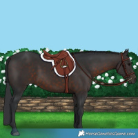 Horse Color:Brown 