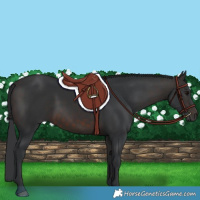Horse Color:Brown 