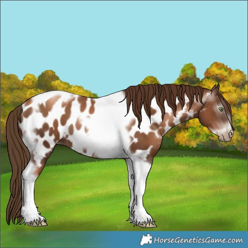 Horse Color:Gray Liver Chestnut Pearl Tobiano Frame Appaloosa Rabicano 