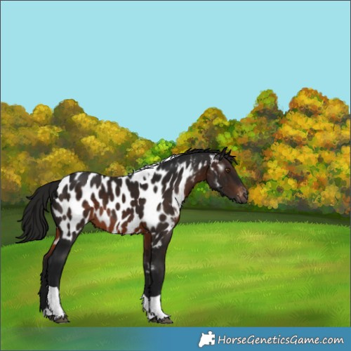 Horse Color:Gray Brown Tobiano Appaloosa Rabicano 