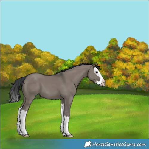 Horse Color:Grullo Sabino Splash 
