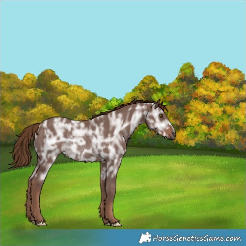 Horse Color:Gray Chestnut Ice Rabicano 