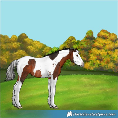 Horse Color:Gray Bay Splash Tobiano Rabicano 
