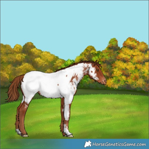 Horse Color:Chestnut Near Fewspot Rabicano 