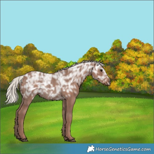 Horse Color:Silver Black Ice Rabicano 