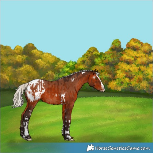 Horse Color:Silver Brown Tobiano Appaloosa Rabicano  and Gray Silver Bay Splash Appaloosa Rabicano 