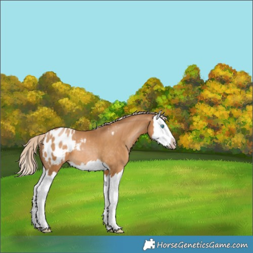 Horse Color:Gray Palomino Pearl Splash Appaloosa 