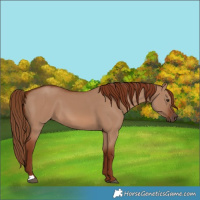 Horse Color:Red Dun 