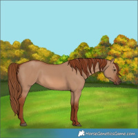 Horse Color:Red Dun 
