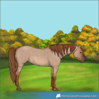 Horse Color:Red Dun Roan 