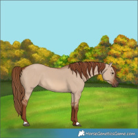 Horse Color:Red Dun 