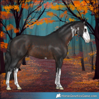 Horse Color:White Spotted Brown 