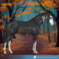 Horse Color:White Spotted Brown 