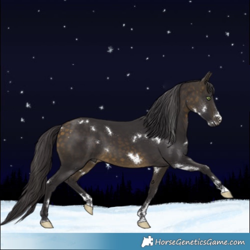 Horse Color:White Spotted Buckskin 