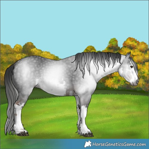 Horse Color:Gray White Spotted Liver Chestnut 