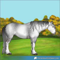 Horse Color:Gray White Spotted Liver Chestnut 